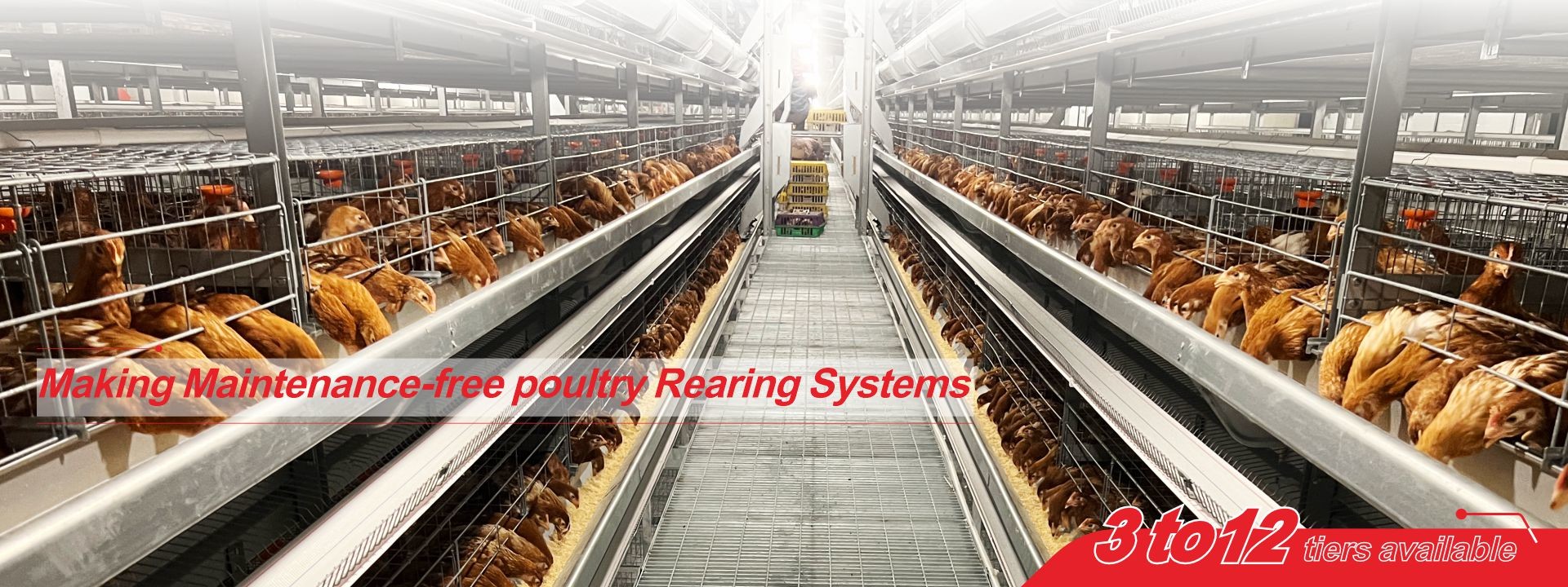 품질 가금류 배터리 케이지 시스템 공장