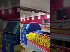 Farmrob 99.8% 정확성 지능형 달걀 카운터 25W 220V 50HZ ISO9001 승인