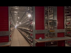 완전 자동 H 타입 레이어 치킨 케이지 시스템