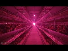 1800×600×450mm H형 닭고기 배터리 케이지 시스템 계란 분해율이 낮다