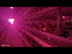 큰 공간 자동 가축 배설물 제거 시스템