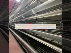 계란 닭 케이지 시스템의 편안한 환경, 낮은 폐사율