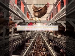 충분한 이동 공간을 갖춘 다층 케이지 프리 시스템