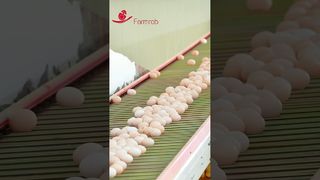 농장롭 | Farmrob이 설계하고 생산한 안정적인 계란 수집 시스템 #poultryfarm #chicken
