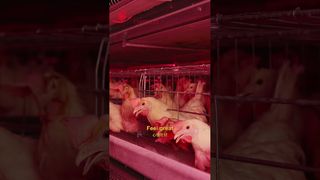 농장롭 | 닭들의 행복한 삶 #양계장 #제조 #