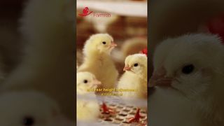 농장롭 | 새끼 암탉을 위한 자동 급이 및 음수 시스템 #농업 #제조 #가금류 농장